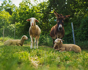 Vacances de Toussaint en famille : ma vie à la ferme