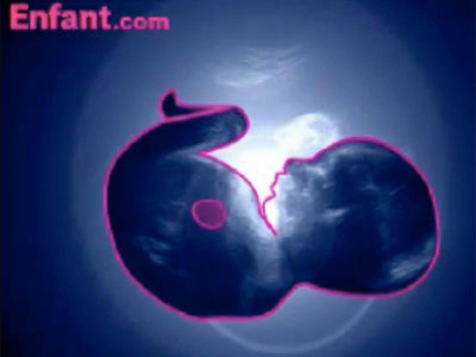 7e mois in utero