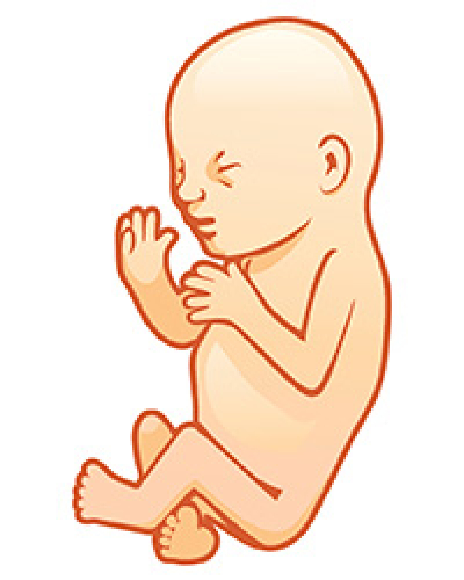Voyage in utero : le 7e mois