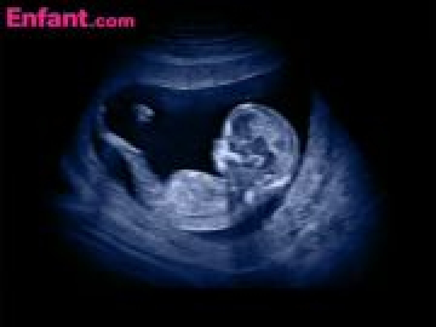 video 2e mois in utero