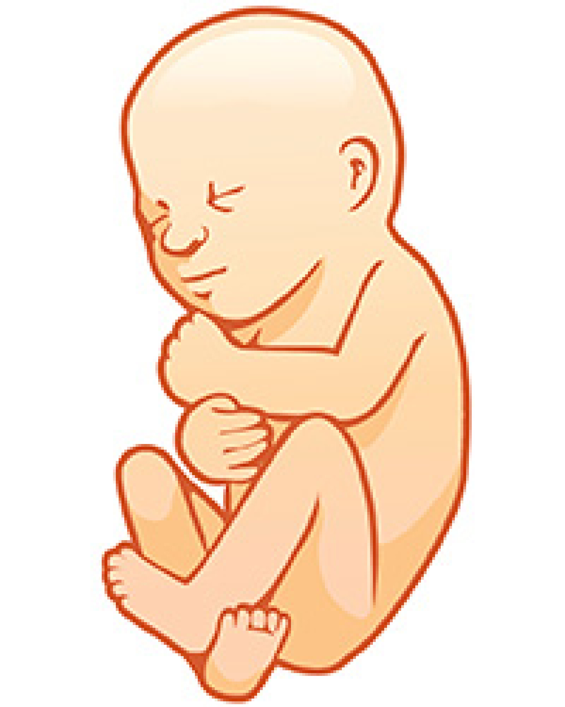 Voyage in utero : le 8e mois