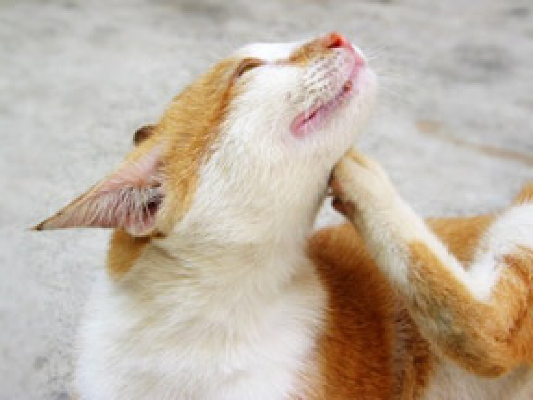 Mon Chat Est Allergique