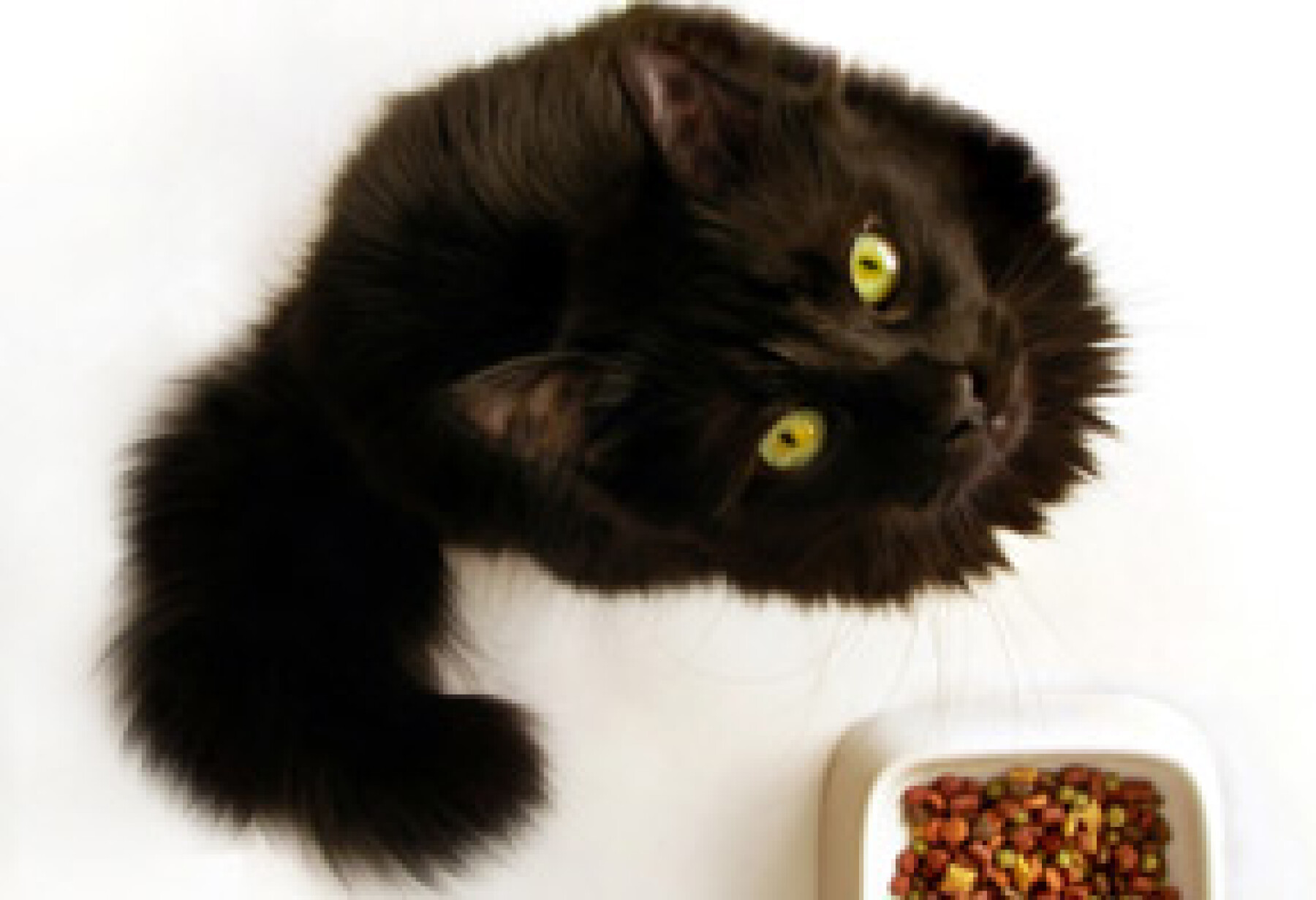 Mon Chat Vomit Ses Croquettes Mon Chat Vomit Ses Croquettes