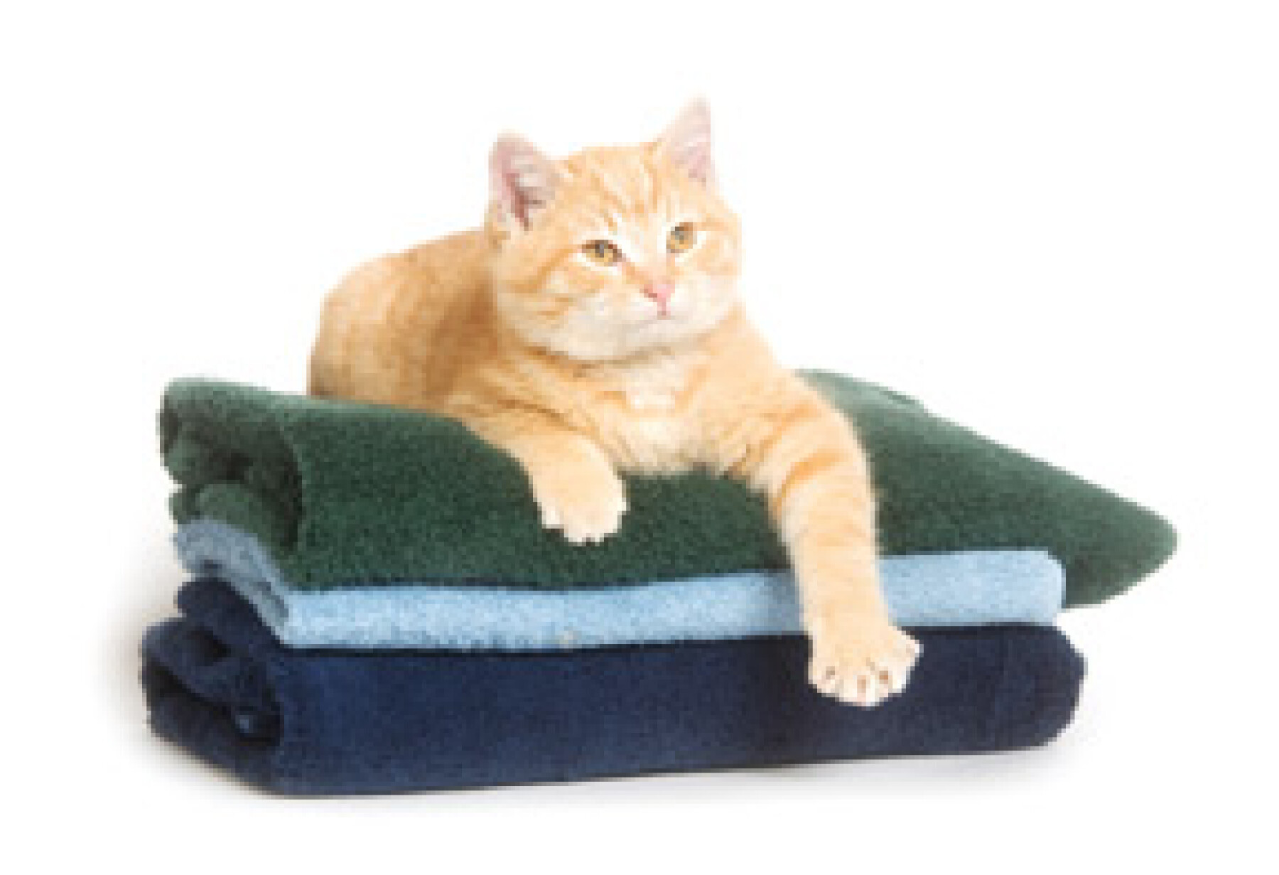 Mon Chat Eternue Souvent