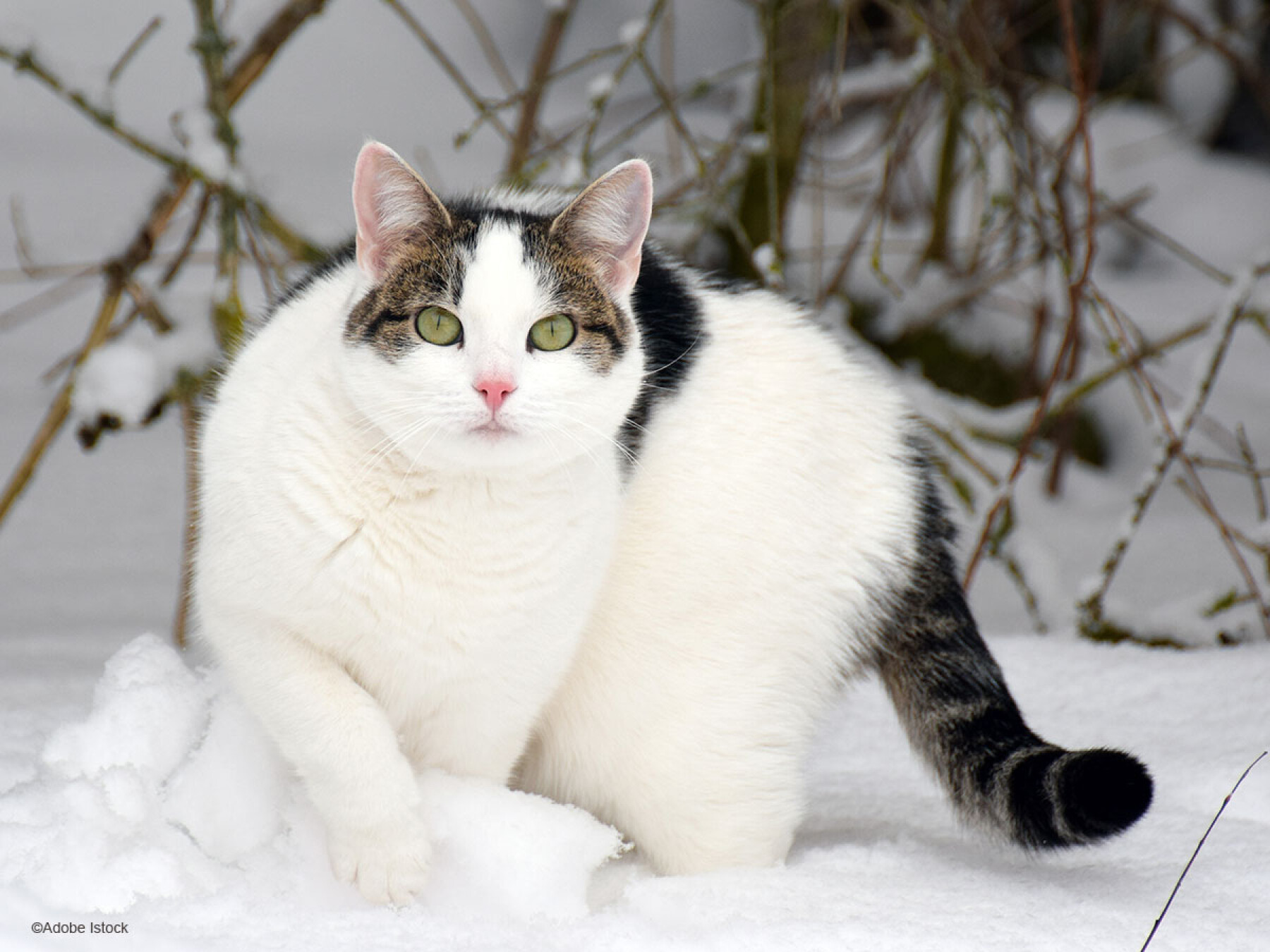 Peut On Laisser Son Chat Sortir Dans La Neige