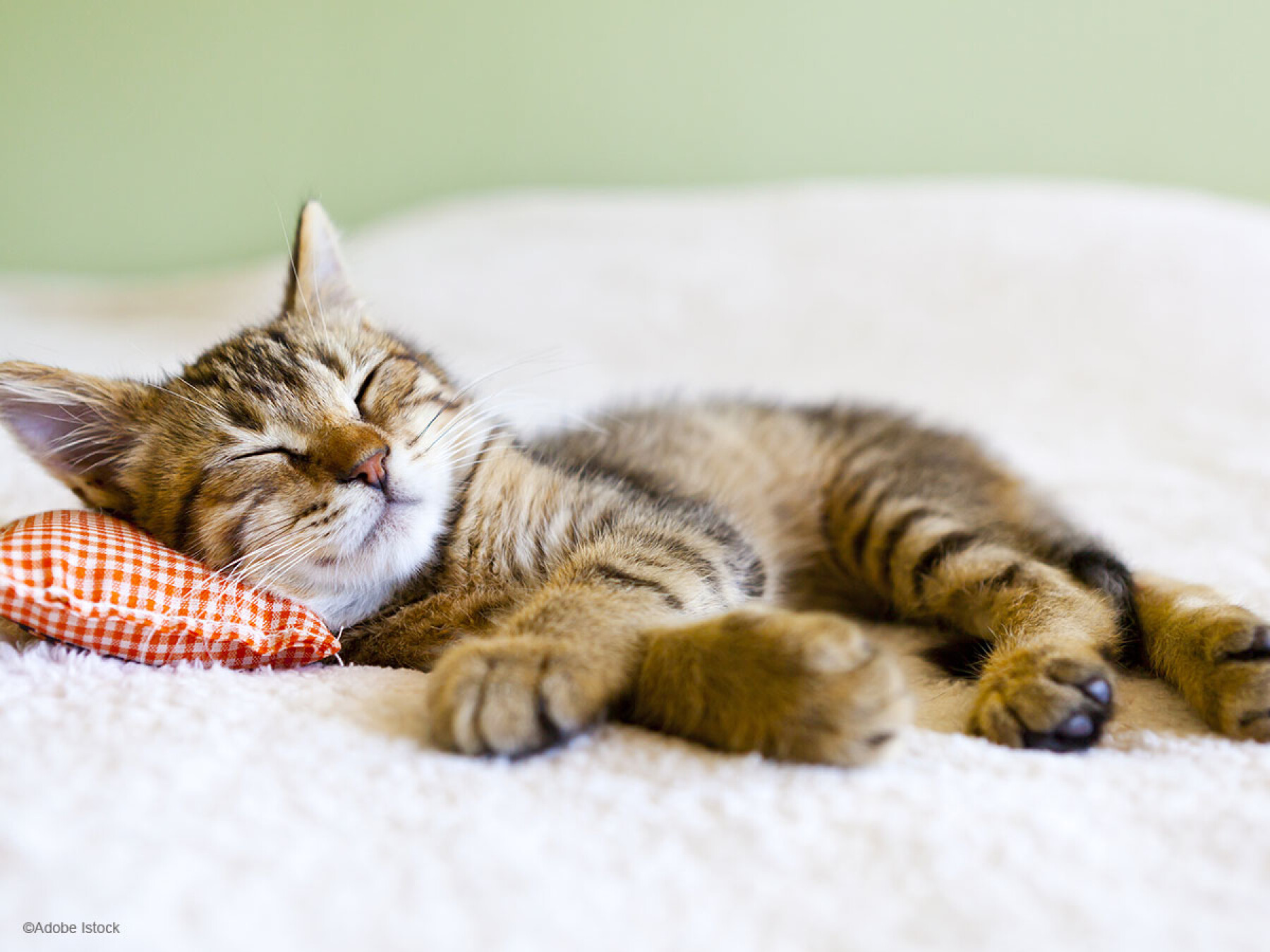 5 Idees Fausses Sur Les Chats