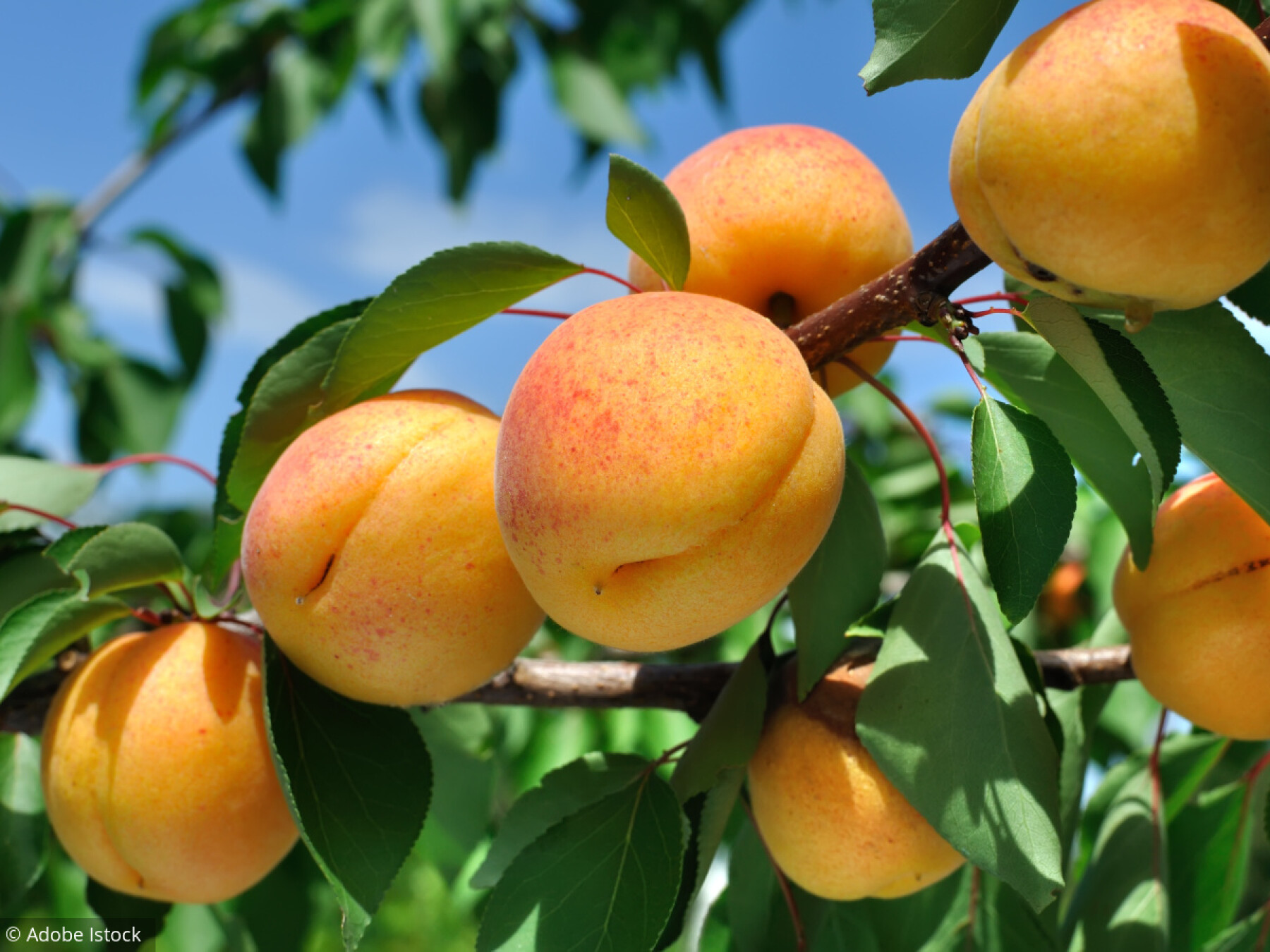 Abricotier, cerisier, framboisier… Les conseils pour de beaux arbres fruitiers
