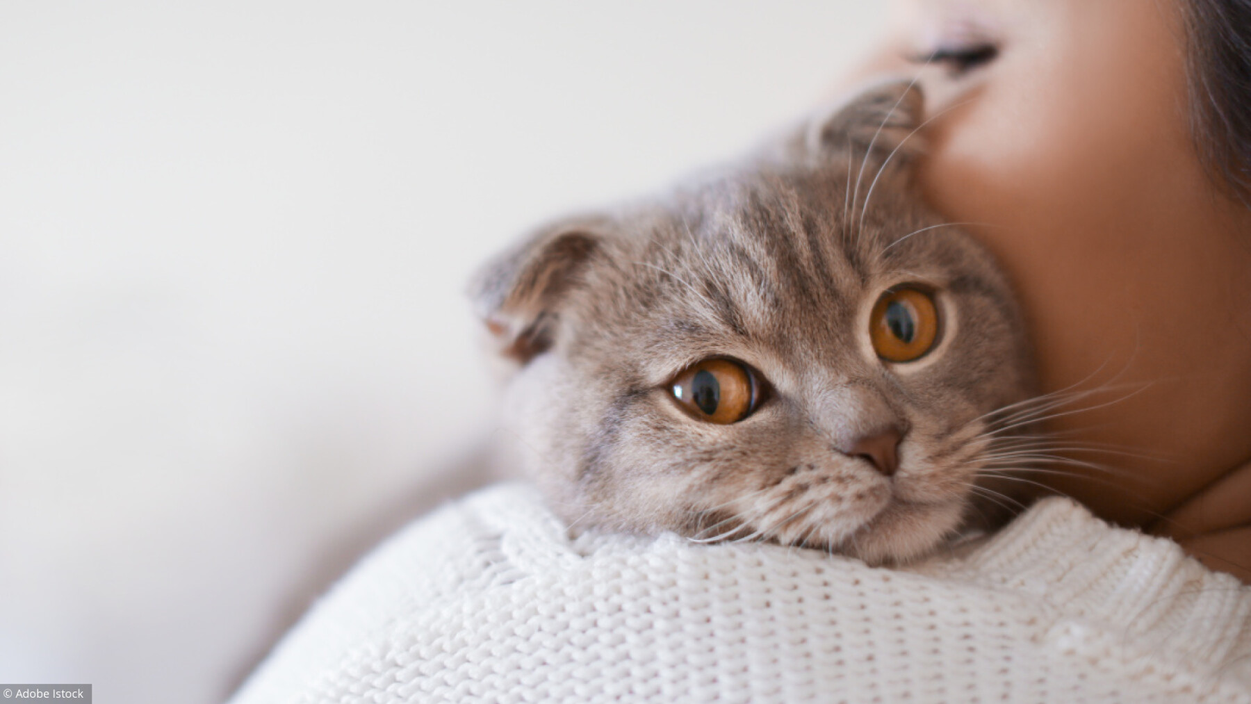 Bien Soigner Son Chat Au Quotidien