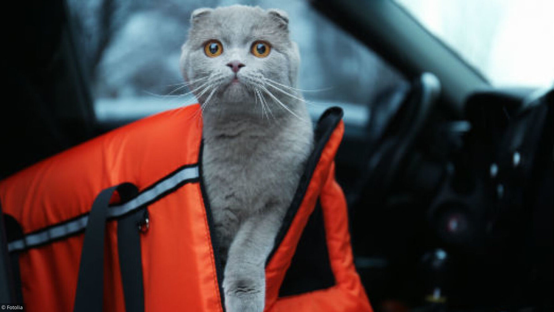 Mon Chat A Peur En Voiture