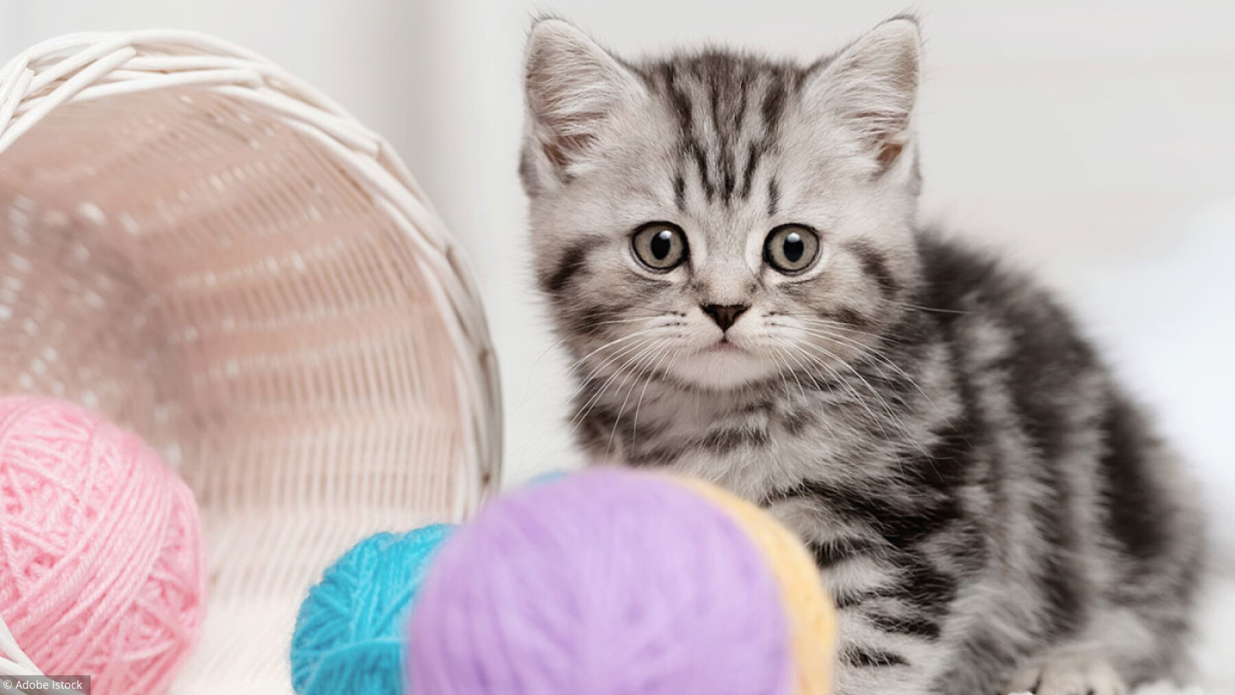 Pourquoi Aimons Nous Tant Les Chats