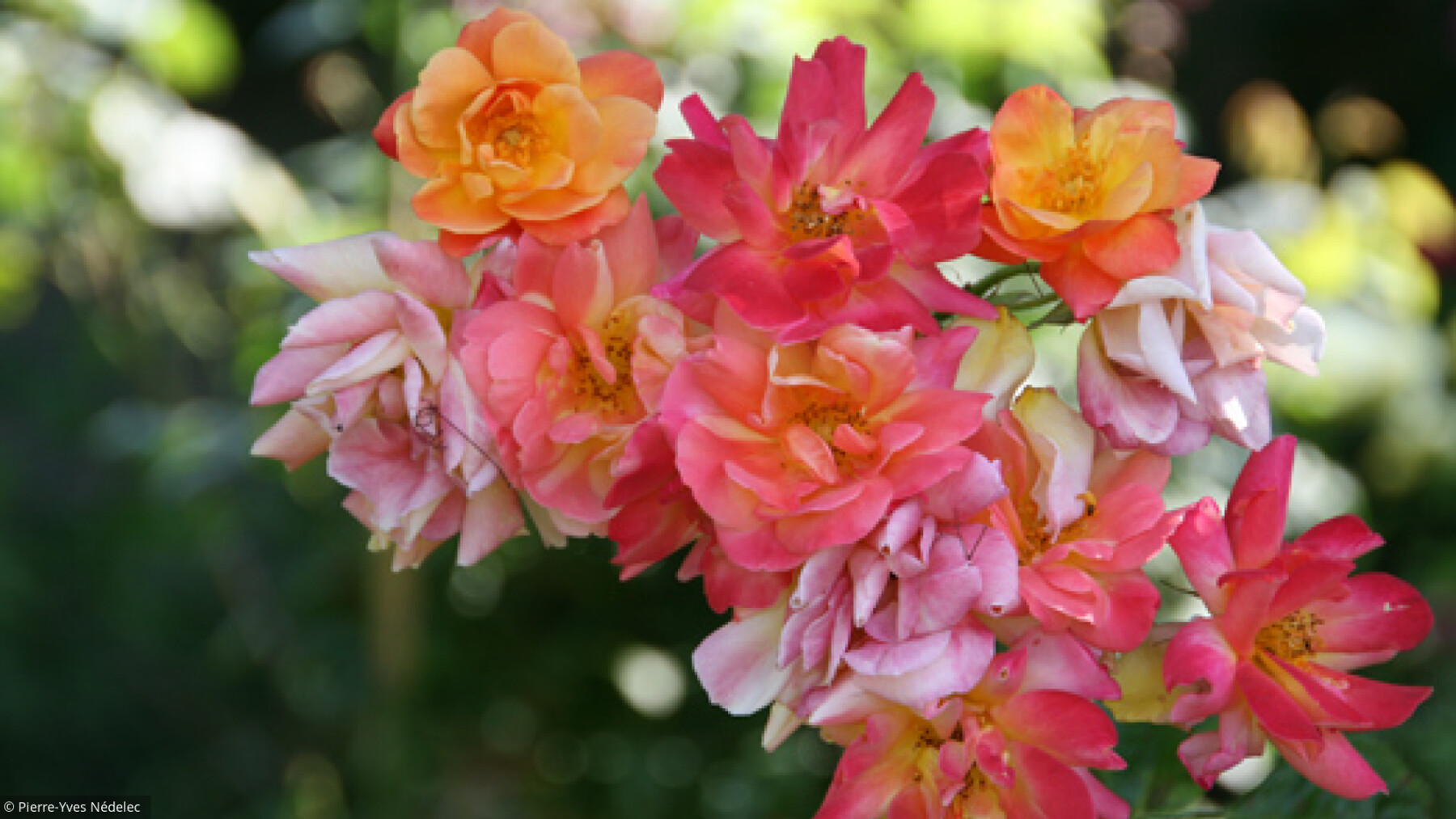 Au jardin: 7 rosiers extraordinaires 