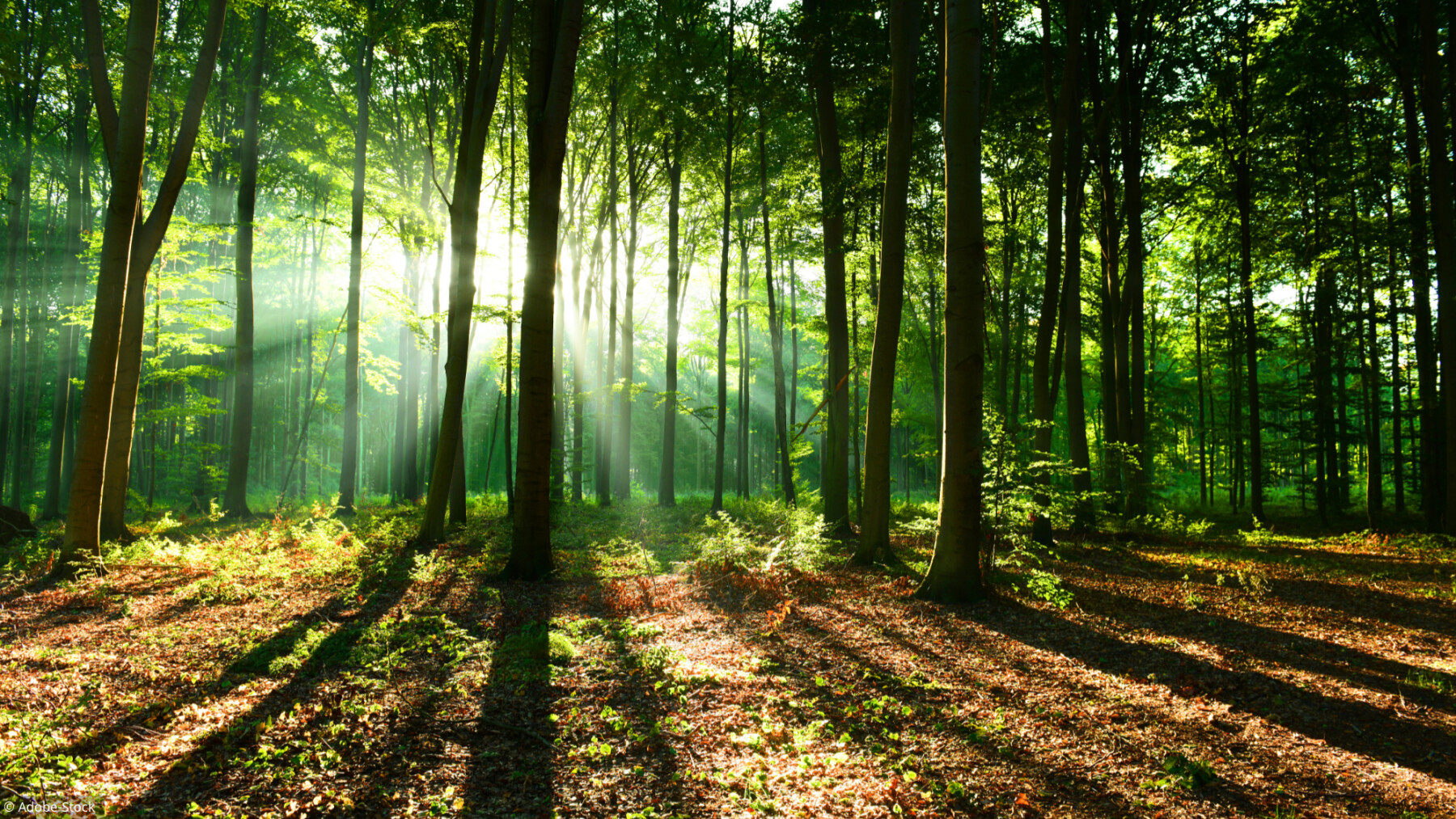 Sorties nature: 4 forêts où il fait bon flâner