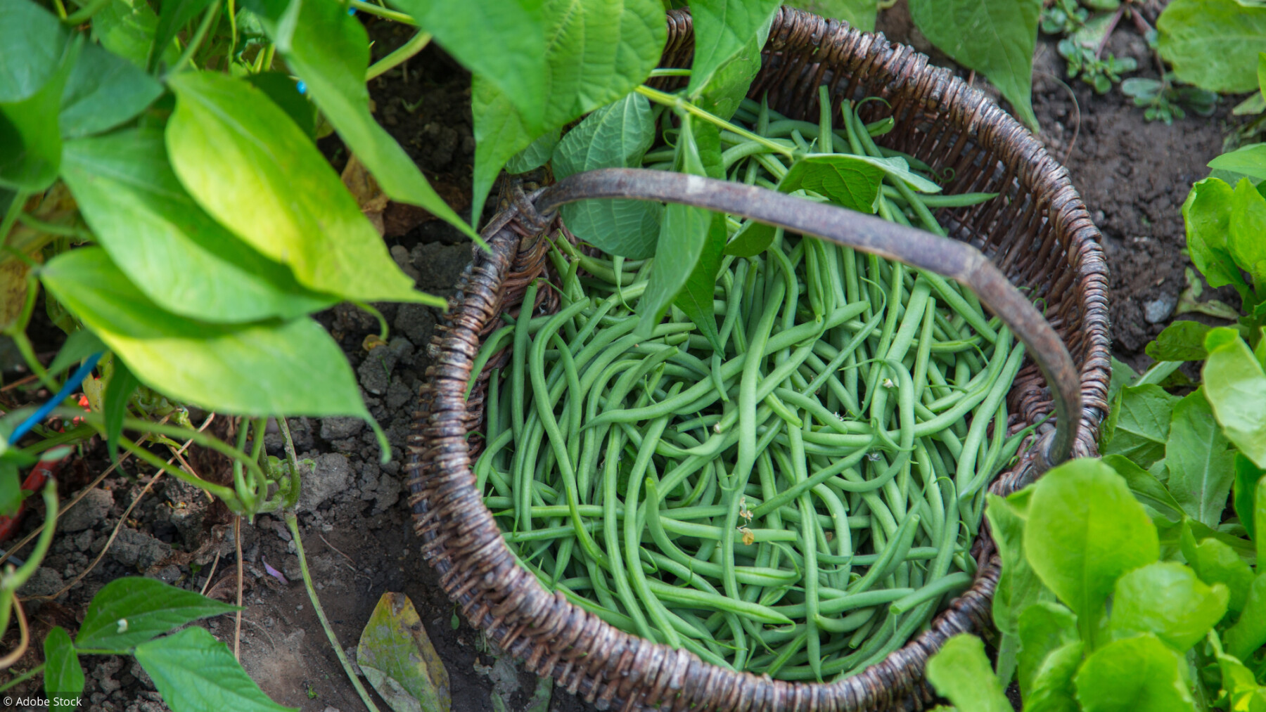 Jardin: 8 conseils pour cultiver des haricots verts 
