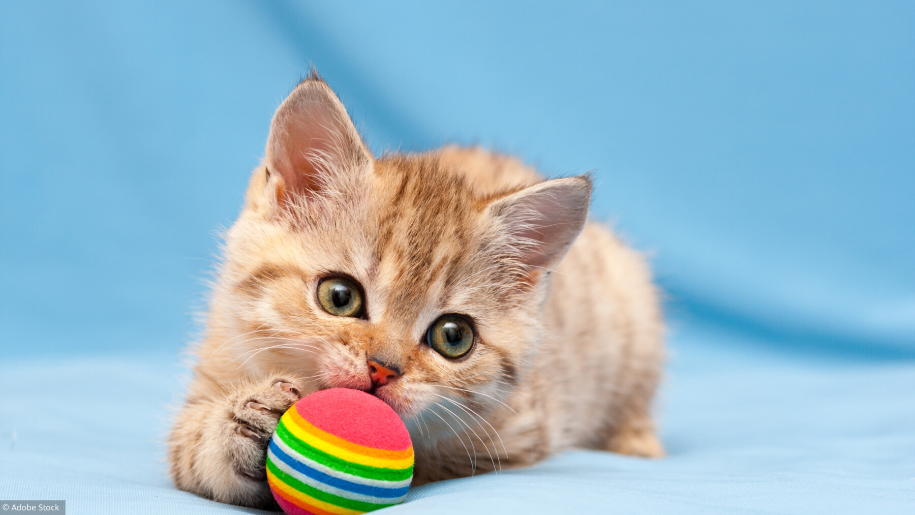 Trois Facons De Distraire Votre Chat A La Maison Trois Facons De Distraire Votre Chat A La Maison