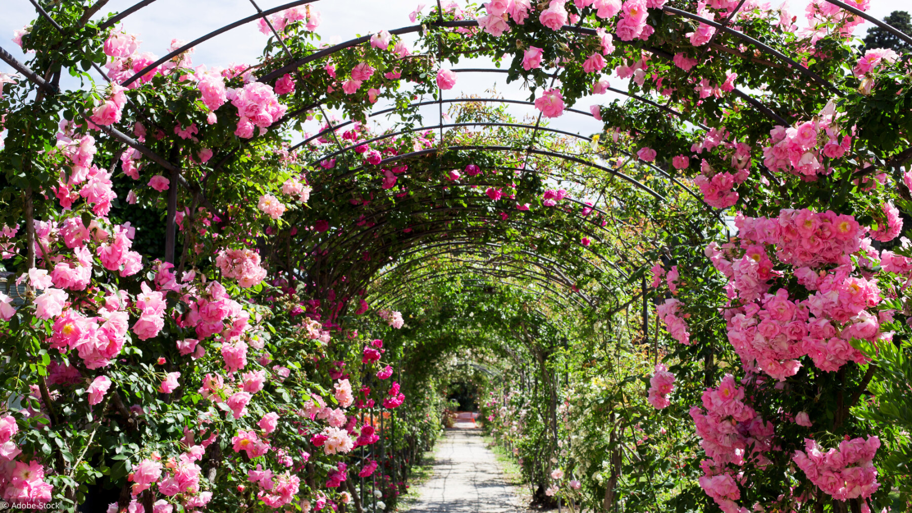 Balades en France: 4 jardins où la rose est reine