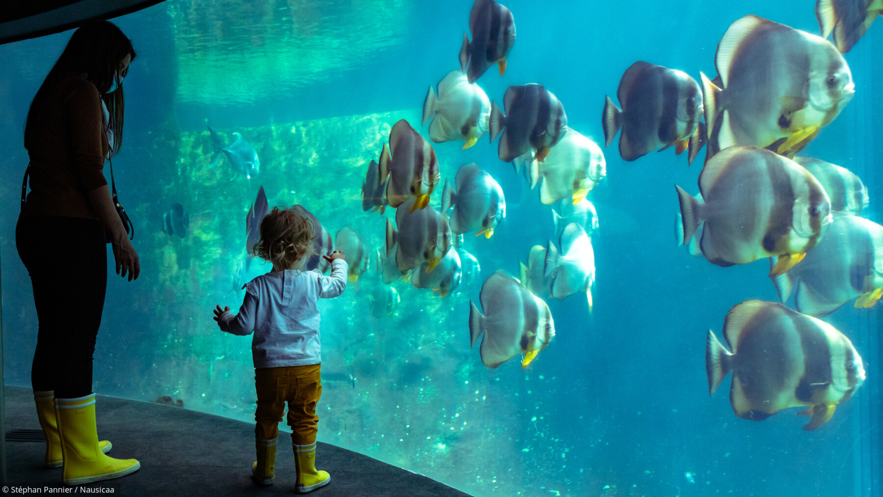Sorties: 4 aquariums à découvrir en famille