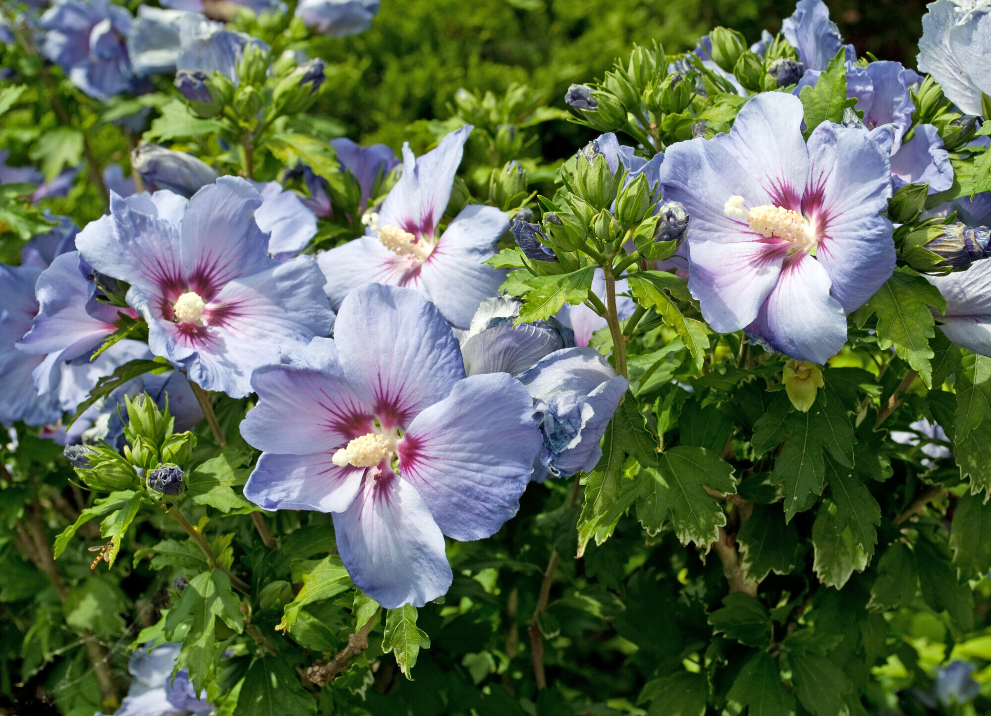 Hibiscus, véronique, érable du japon … Comment protéger vos fleurs du froid?