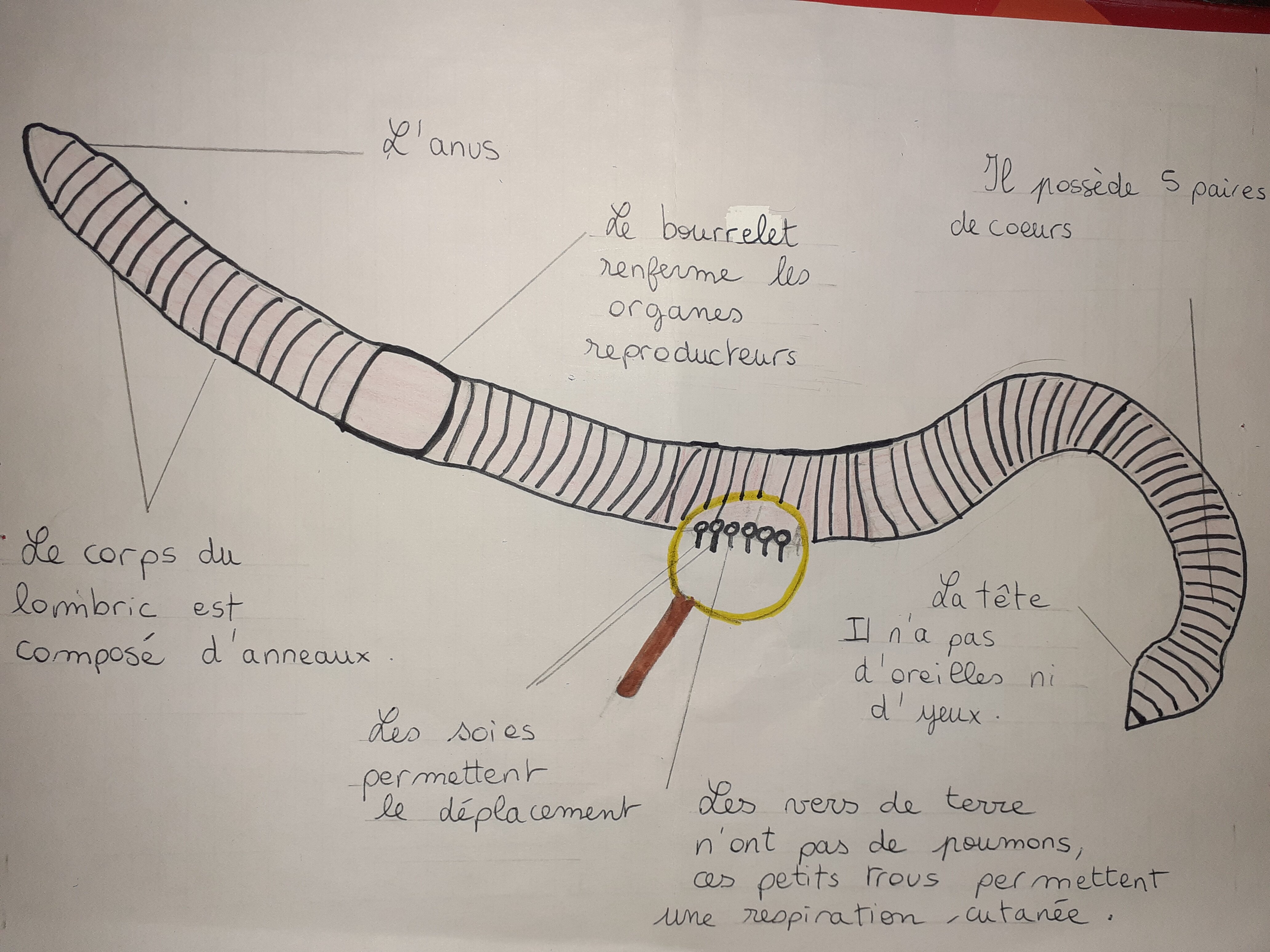 Le Lombric Analyse Bac Francais
